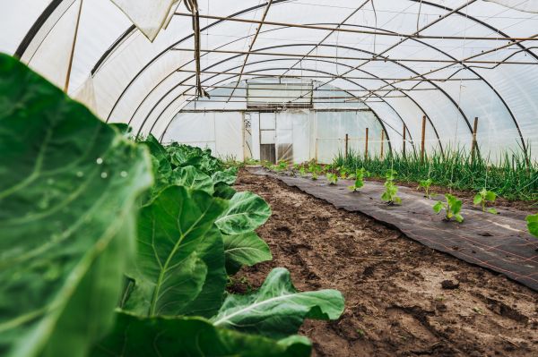 Greenhouse Demolition in Naperville
